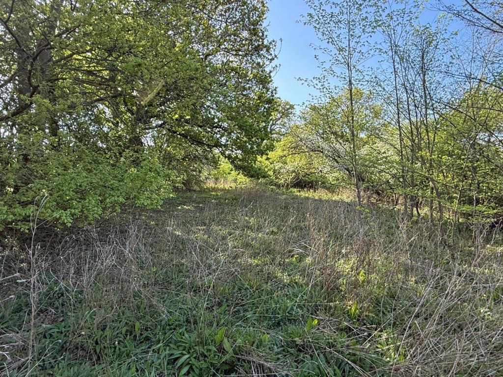 Lot: 89 - PARCEL OF LAND FRONTING WALTHAM ROAD - The overgrown land looking at a different area